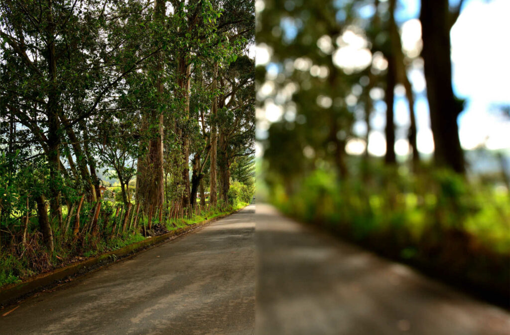 Image of a forest path split down the middle, showing clear vision on the left, and blurry vision of myopia on the right.